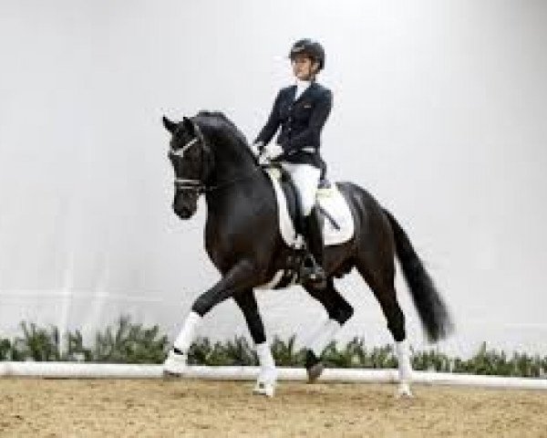stallion Designed in Black AT (German Riding Pony, 2015, from D-Day AT)