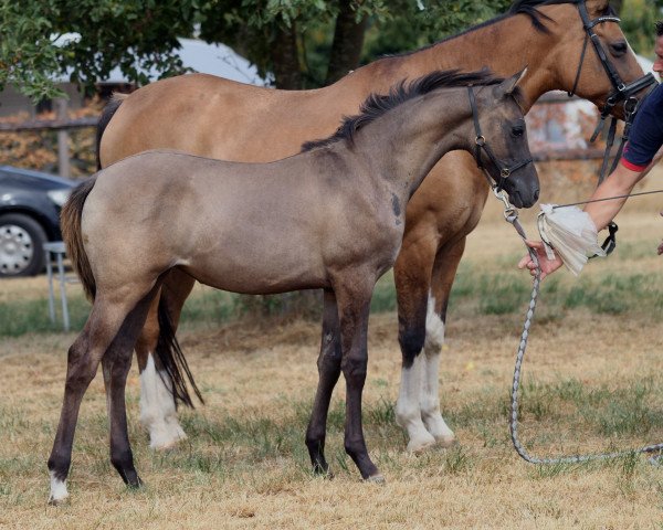 Dressurpferd Cherise du Bois (Deutsches Reitpony,  , von Designed in Black AT)