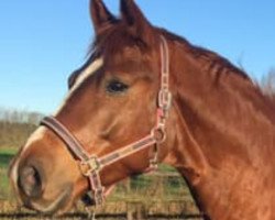 dressage horse Quaterback's Quality (German Sport Horse, 2013, from Quaterback)