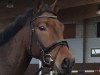 dressage horse Samson GK (Oldenburg, 2013, from Serano Gold)