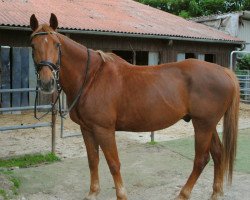 jumper Archi (Irish Sport Horse, 2004)