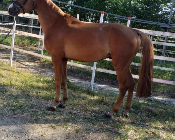 Pferd Rub Nougat (Deutsches Sportpferd, 2014, von Nebrasco)