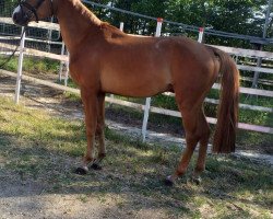 horse Rub Nougat (German Sport Horse, 2014, from Nebrasco)