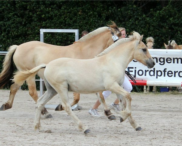 Pferd Gvendur (Fjordpferd, 2019, von Golf Gudenå)