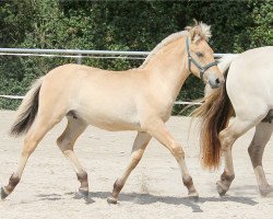 Pferd Karamell (Fjordpferd, 2019, von Kjartan)