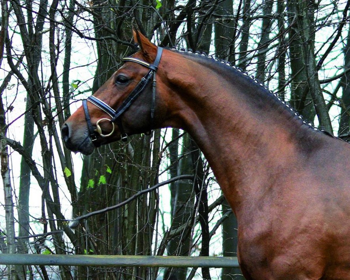 stallion Los Angeles (Westphalian, 2008, from Light On OLD)