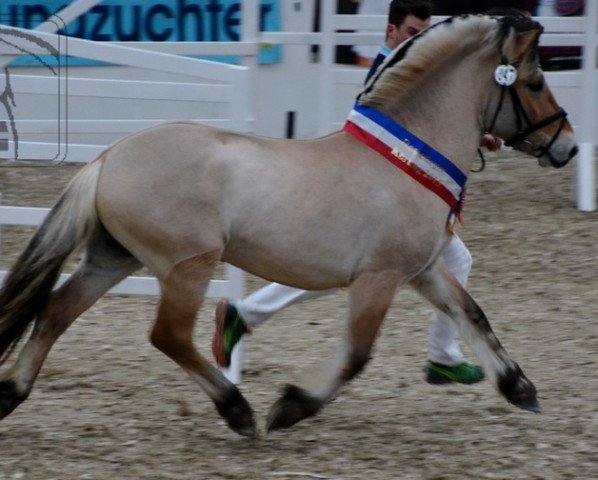 horse Morten (Fjord Horse, 2012, from Minor II 11 F)