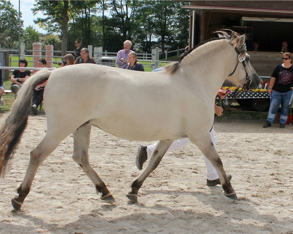 broodmare Roma vom Eidenbach (Fjord Horse, 2014, from Haakon)