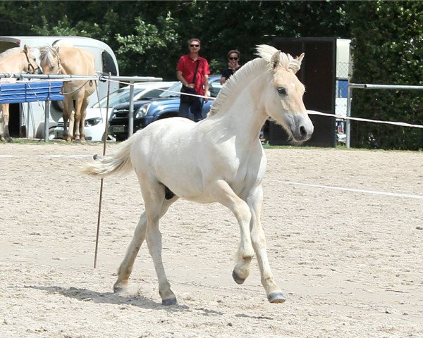 Pferd Geri (Fjordpferd, 2019, von Golf Gudenå)
