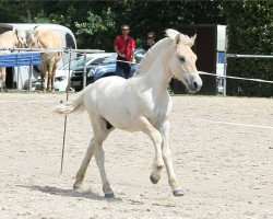 horse Geri (Fjord Horse, 2019, from Golf Gudenå)