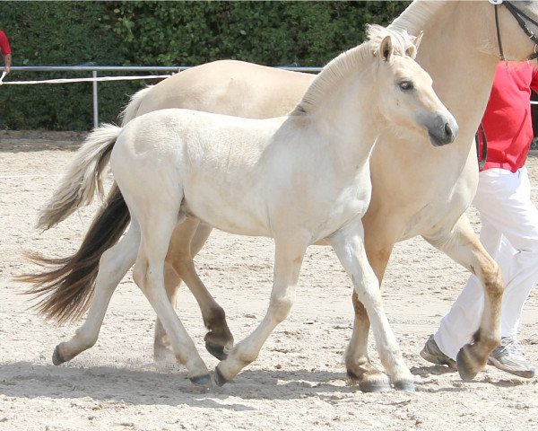 horse Vrado (Fjord Horse, 2019, from Vacceur)