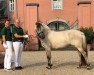 broodmare Helsa (Fjord Horse, 2015, from Hangvar Kry)