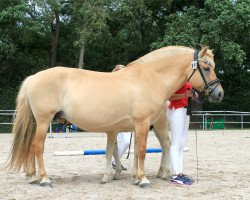 broodmare Kaprice (Fjord Horse, 2008, from Havik III)