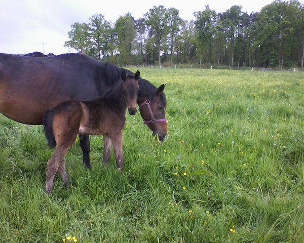 Zuchtstute Rub Kantje's Magic (Deutsches Reitpony, 2014, von Greenwood Rascal)