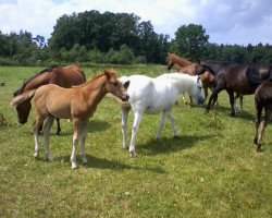 jumper Rub Greenwood Fox (New Forest Pony, 2014, from Greenwood Rascal)