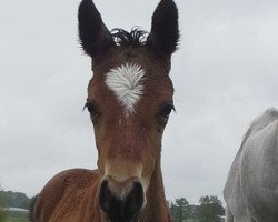 Zuchtstute Rub Continia (Deutsches Reitpferd, 2016, von Nebrasco)