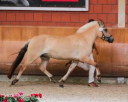 broodmare Bjalla (Fjord Horse, 2014, from Bram)