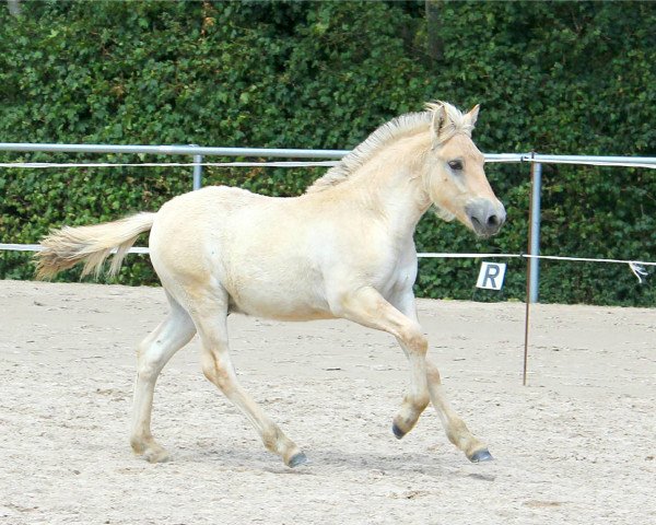 Pferd Niko (Fjordpferd, 2019, von Koljar)