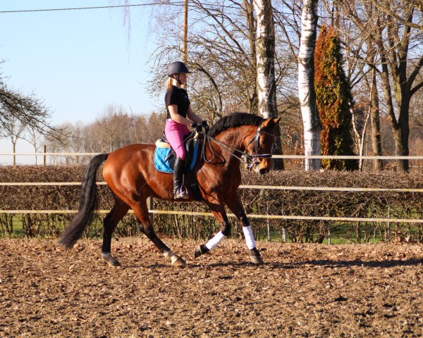 dressage horse Bocelli (Westphalian, 2011, from Belissimo NRW)