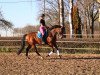 dressage horse Bocelli (Westphalian, 2011, from Belissimo NRW)