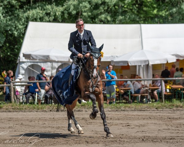 jumper Paco Blue van het Breezerhof (Zangersheide riding horse, 2011, from Plot Blue)