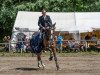 Springpferd Paco Blue van het Breezerhof (Zangersheide Reitpferd, 2011, von Plot Blue)