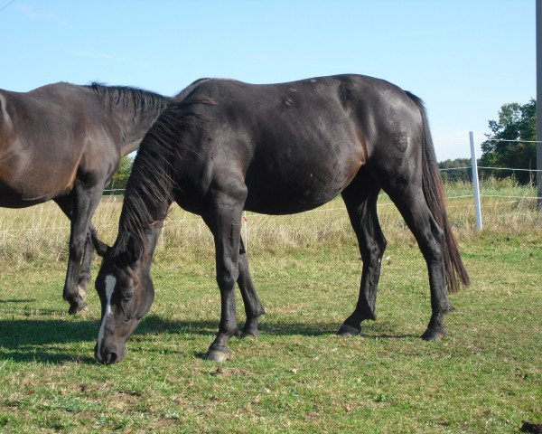 Zuchtstute Rub Lady Gaga (Deutsches Reitpferd, 2008, von Sirius Son)