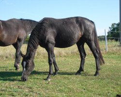 Zuchtstute Rub Lady Gaga (Deutsches Reitpferd, 2008, von Sirius Son)