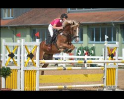 Springpferd Careysbrook Banner (Welsh-Cob (Sek. D), 2010, von Greete Oscar)