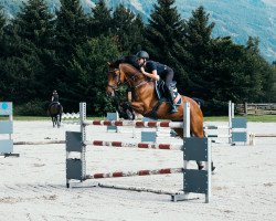 jumper Shyra Loretta (German Sport Horse, 2007, from Cassineto)