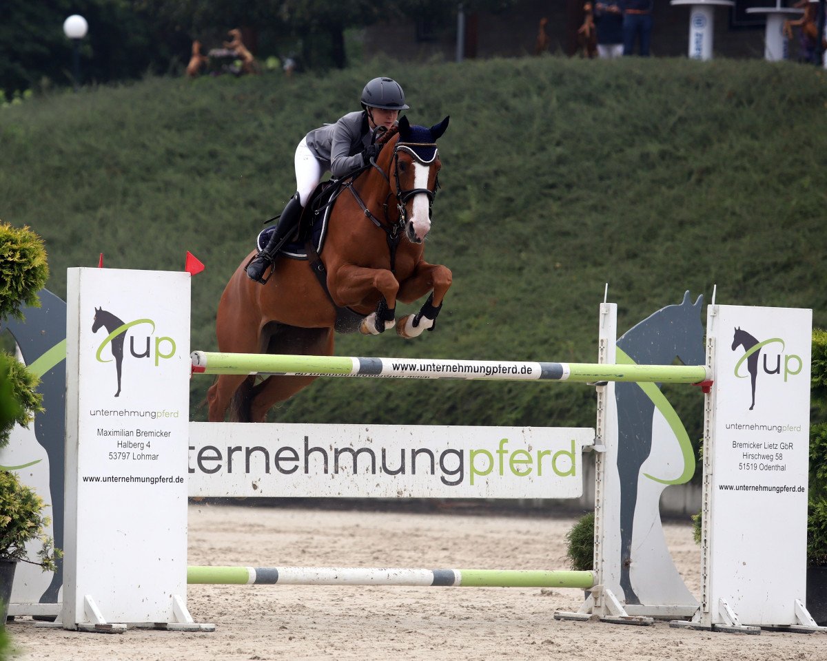 Springpferd Glosokka (Belgisches Warmblut, 2012, von Farfelu de Muze)