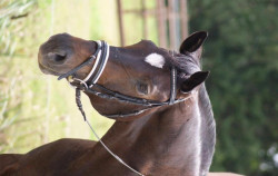 dressage horse Skylight 14 (Westphalian, 2006, from Show Star)