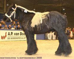 horse Camiel van de Beukelaar (Dutch Heavy Draft, 2005, from Jacco van "Groot Veldhuis")