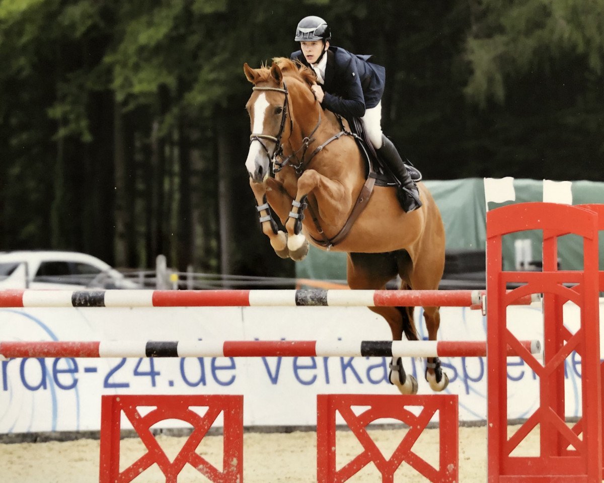 broodmare Qualite de Revel (Holsteiner, 2010, from Quidam de Revel)