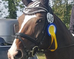 dressage horse Fabulous Fiona (Hannoveraner, 2004, from Florianus)