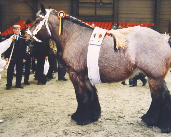 broodmare Lotte van 't Rietenhof (Brabant/Belgian draft horse, 1998, from Kadet d'Elewijt)