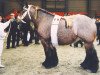 broodmare Lotte van 't Rietenhof (Brabant/Belgian draft horse, 1998, from Kadet d'Elewijt)