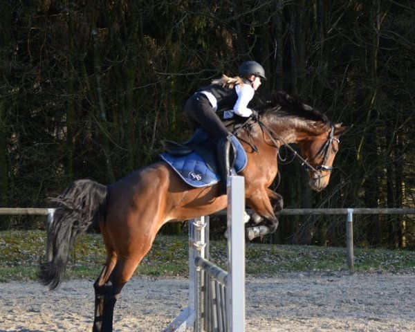 dressage horse Brown Sugar B (Westphalian, 2009, from Belissimo NRW)