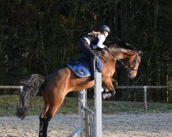 dressage horse Brown Sugar B (Westphalian, 2009, from Belissimo NRW)