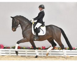 dressage horse Grey Grimaldi (Oldenburg, 2016, from Grey Flanell)