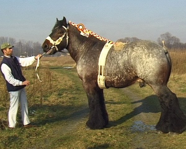 Pferd Pim van de Pijp (Brabanter/Belgisches Kaltblut, 1998, von Jim van den Oudenbos)