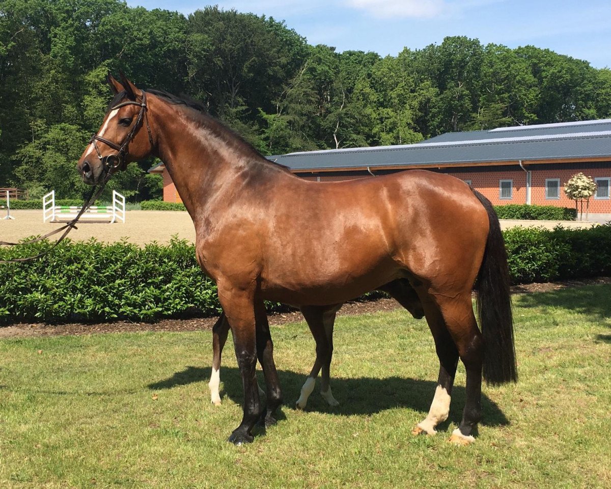 broodmare Z-Cristall (Holsteiner, 2007, from Cristo)