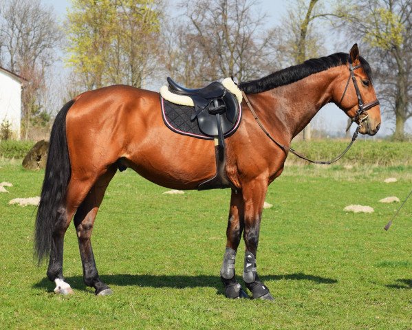 Springpferd Bokar (Polnisches Warmblut, 2014, von Klakier)