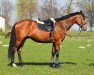 jumper Bokar (Polish Warmblood, 2014, from Klakier)