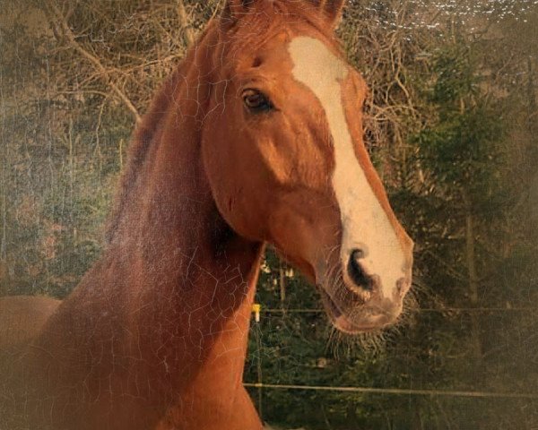 Pferd Royaal 2 (KWPN (Niederländisches Warmblut), 1998, von Jonker)