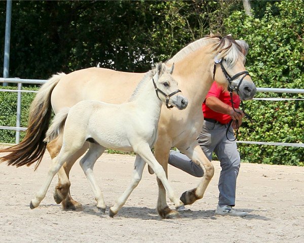 horse Gloljar (Fjord Horse, 2019, from Golf Gudenå)