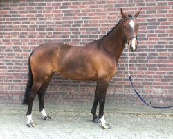 broodmare Ibietsa (Belgian Warmblood, 2008, from Andiamo)