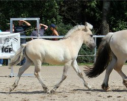 horse Ragnars Yuna (Fjord Horse, 2019, from Ragnar)