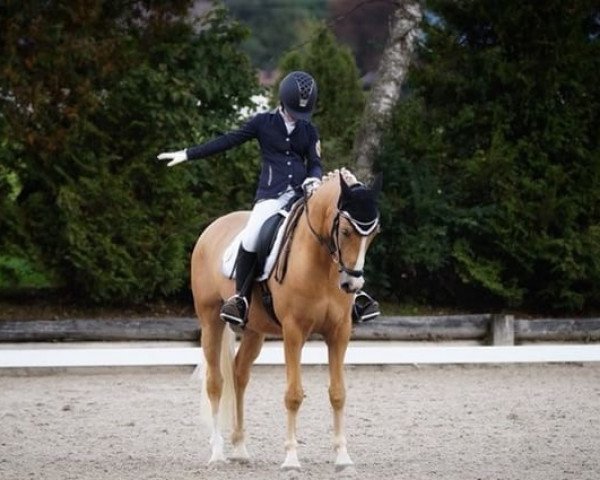 dressage horse WES Dondolini (German Riding Pony, 2011, from FS Don't Worry)