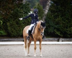 Deckhengst WES Dondolini (Deutsches Reitpony, 2011, von FS Don't Worry)